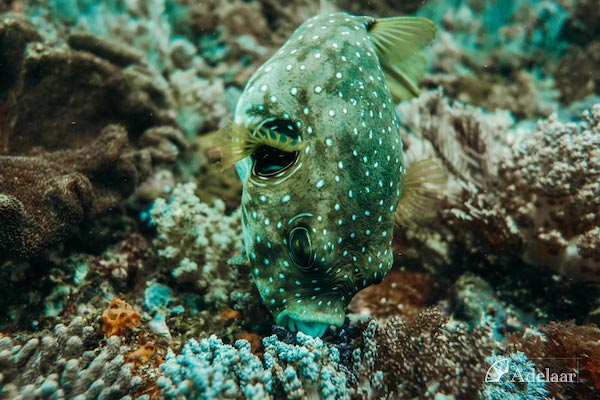 Adelaar's 12-Day Alor & The Forgotten Island: Saumlaki to Maumere - Day Five - Diving