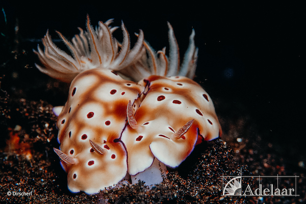 Adelaar's 12-Day Alor & The Forgotten Island: Saumlaki to Maumere - Day Eight - Nightdive