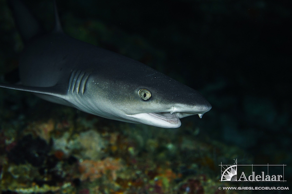Adelaar's 12-Day Alor & The Forgotten Island: Saumlaki to Maumere - Day Nine - Shark in Night Dive