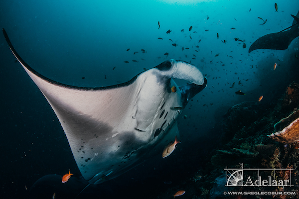 Adelaar's 12-Day Alor & The Forgotten Island: Maumere to Saumlaki - Day Three - Manta Ray