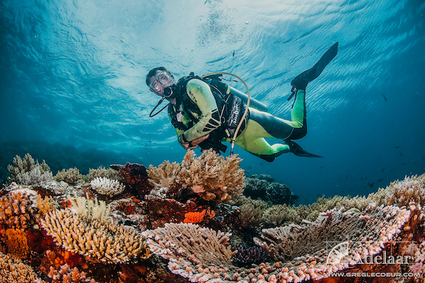 Adelaar's 12-Day Alor & The Forgotten Island: Maumere to Saumlaki - Day Four - Diving