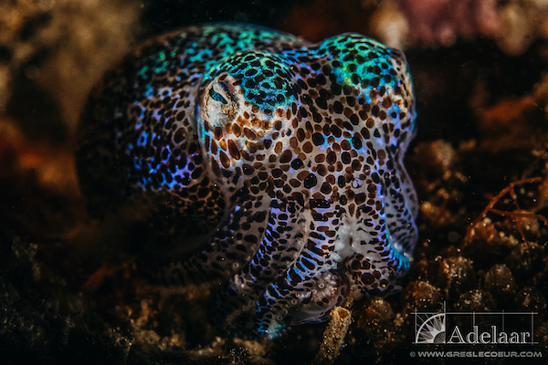 Adelaar's 12-Day Alor & The Forgotten Island: Maumere to Saumlaki - Day Nine - Colorful Octopus