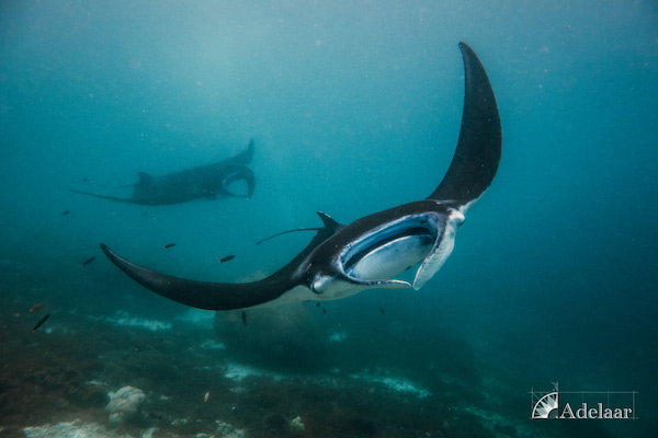 Adelaar's 12-Day Alor & The Forgotten Island: Maumere to Saumlaki - Day Ten - Manta Rays