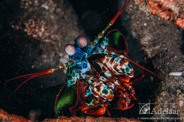 Adelaar's 12-Day Banda Sea: Ambon to Saumlaki - Day Five - Mantis Shrimp