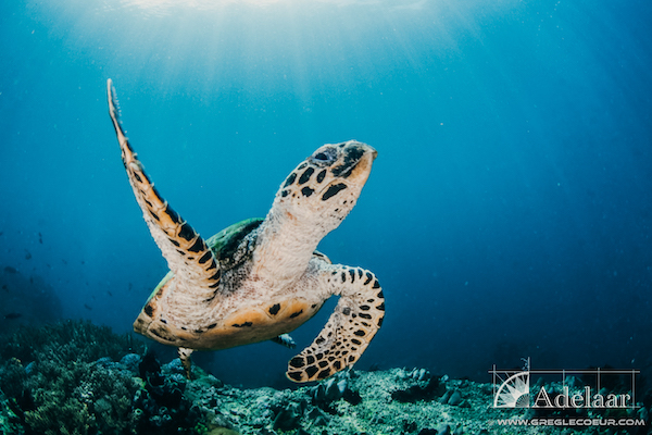 Adelaar's 12-Day Banda Sea: Ambon to Saumlaki - Day Ten - Turtle