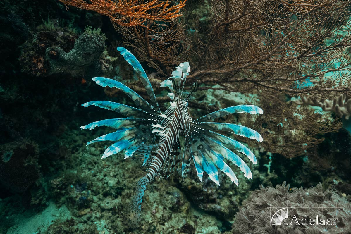 Adelaar's 12-Day Banda Sea: Saumlaki to Ambon - Day Seven - Lion Fish