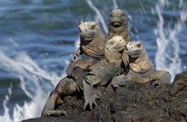 Galapagos Legend’s 5-Day 'D' Itinerary Day Two - Group of Marine Iguanas.