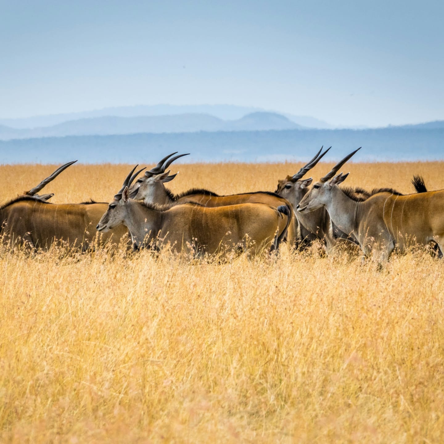 A line of antelope moving through tall golden grassland