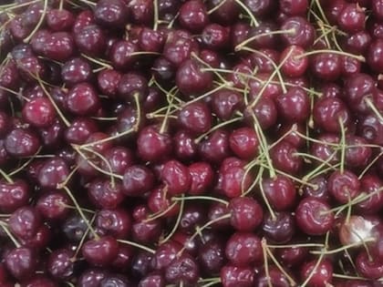 Самые полезные ягоды на свете: уничтожают раковые клетки и снимают воспаление без ненужной «химии»