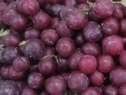 Самые полезные ягоды на свете: уничтожают раковые клетки и снимают воспаление без вредной «химии»