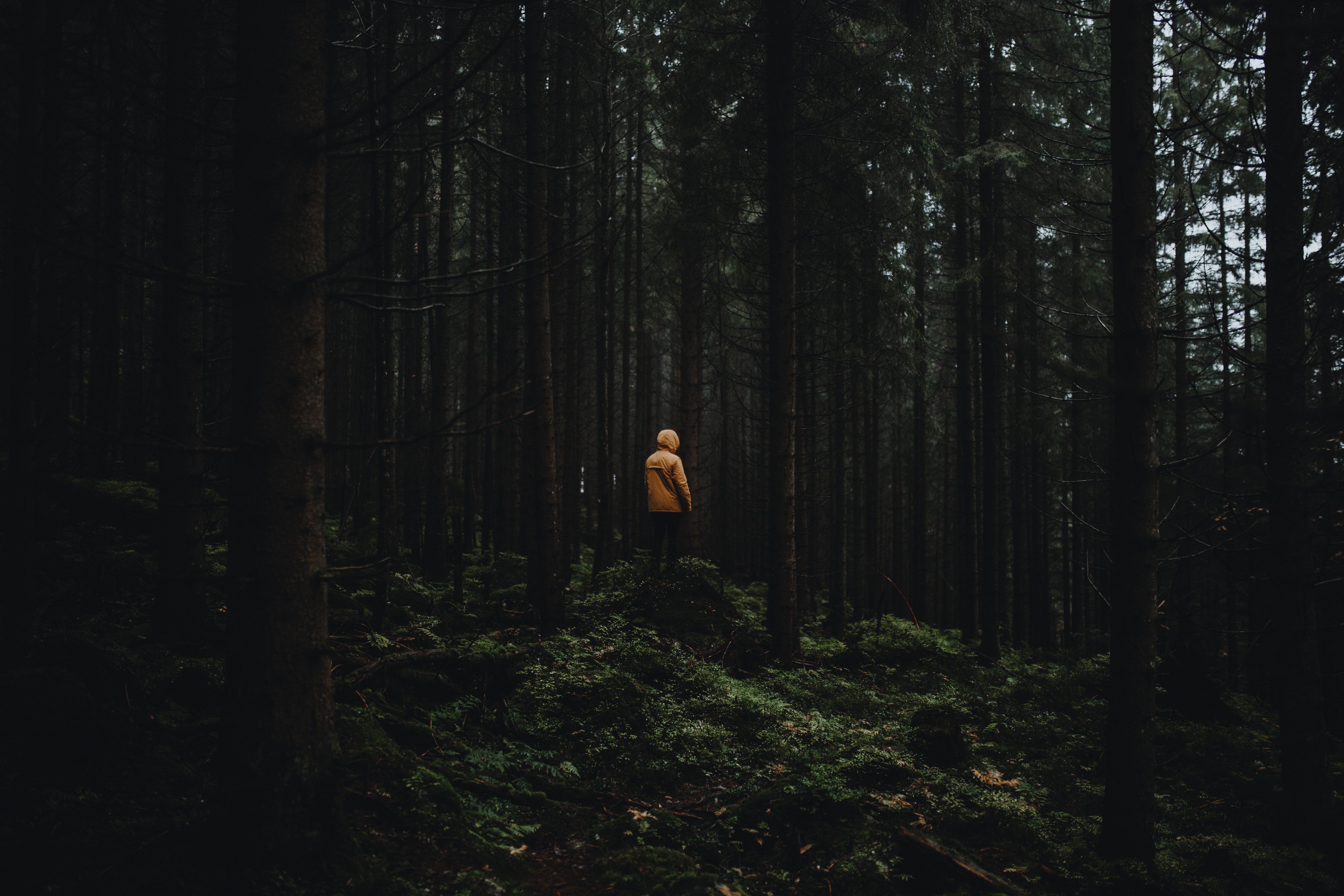 A figure in a yellow hooded raincoat, seen from behind, standing alone in a dark pine forest