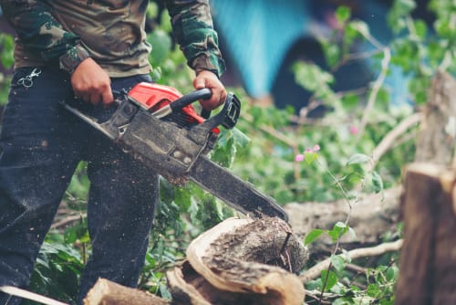 Tree Services