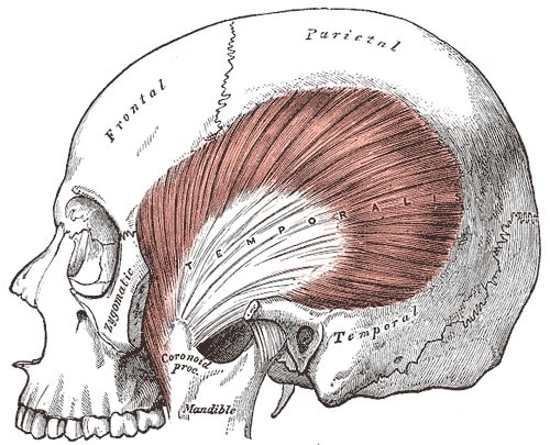 muscles_2 muscles_2