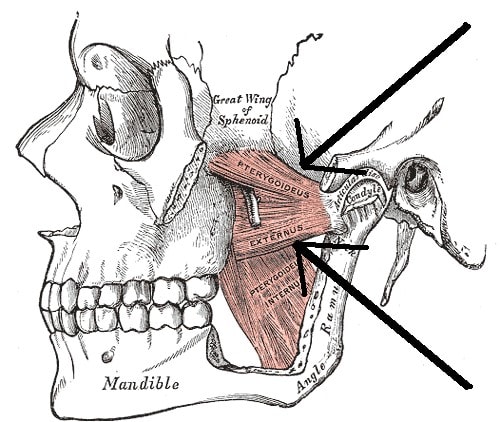 muscles_4 muscles_4