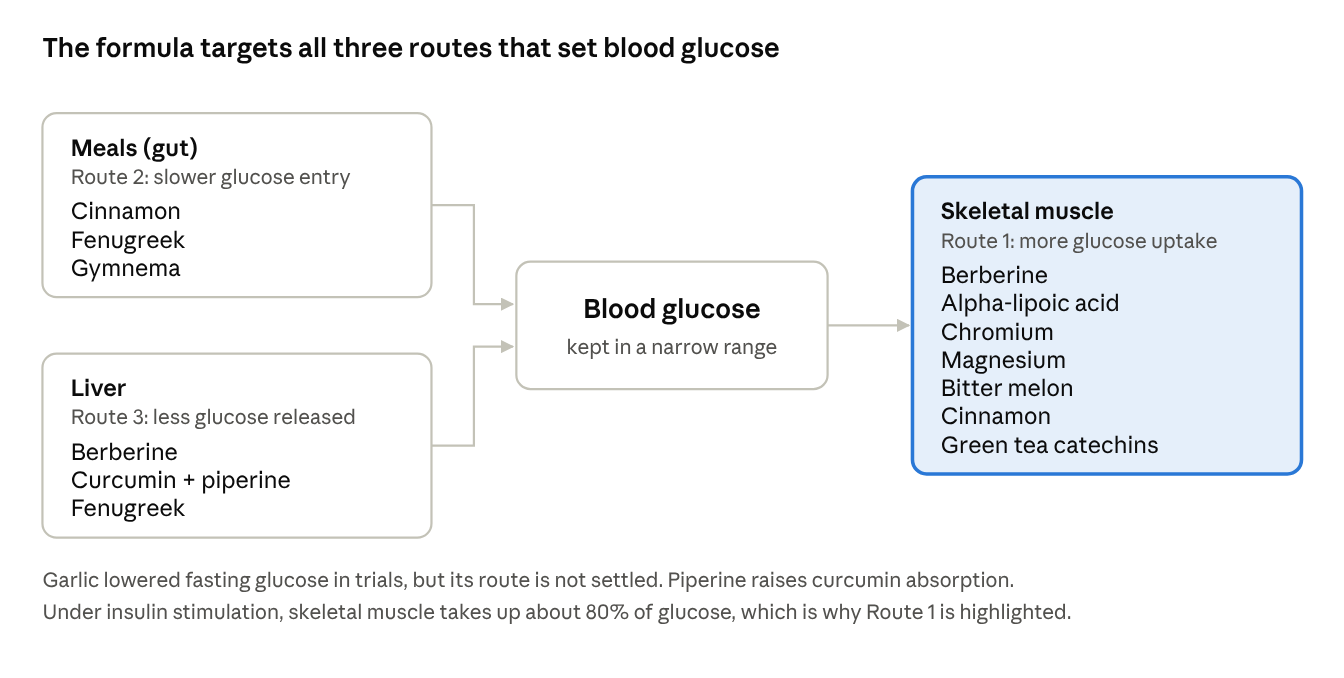 The formula targets all three routes that set blood glucose