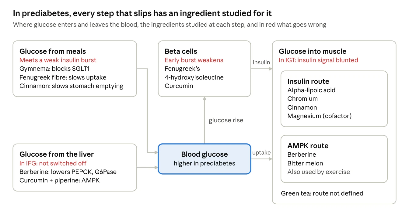 The prediabetic glucose cycle · ingredients studied at each step