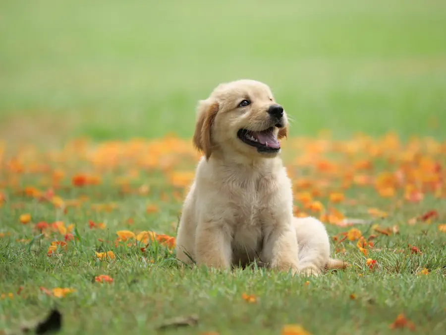 golden retriever