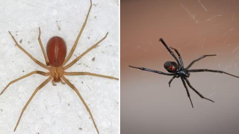 Leonela Schwerdt, doctora en Biología: “Las únicas arañas de importancia sanitaria son la viuda negra y la araña de los cuadros”