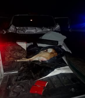 Huanguelén: tres hombres detenidos por caza ilegal de antílopes
