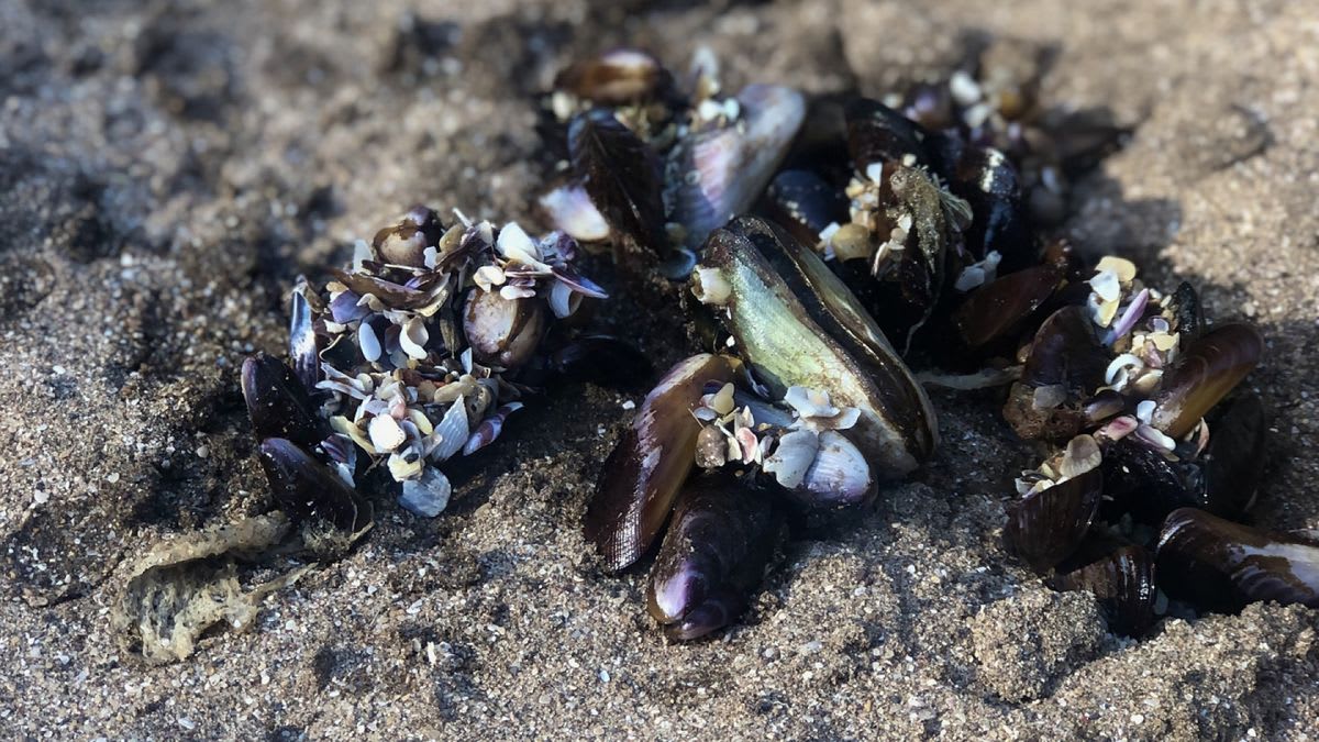 SENASA recomendó no recolectar ni consumir moluscos aparecidos en playas tras el temporal