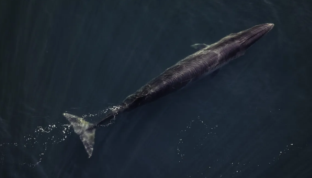 Regresó a la Patagonia la ballena Sei, en extinción en el resto del planeta