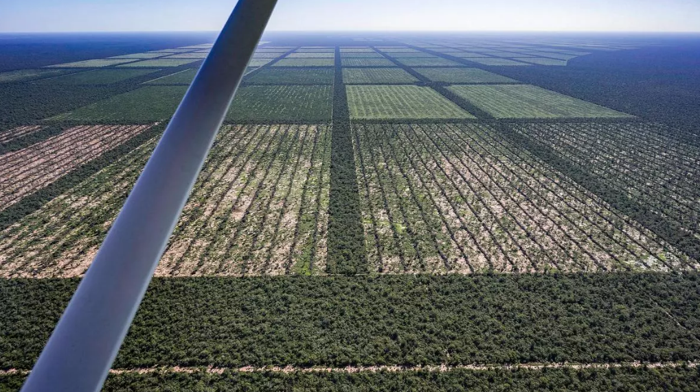 La Legislatura de Chaco habilitó el desmonte de más de un millón de hectáreas de bosque nativo
