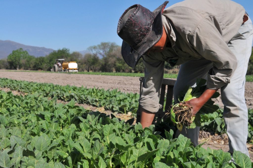 Día del Agricultor y del Productor Agropecuario: por qué se celebró el 8 de septiembre