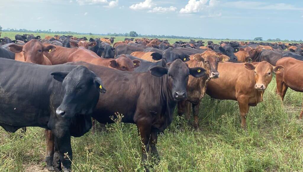 El Gobierno oficializó la trazabilidad electrónica individual de los bovinos