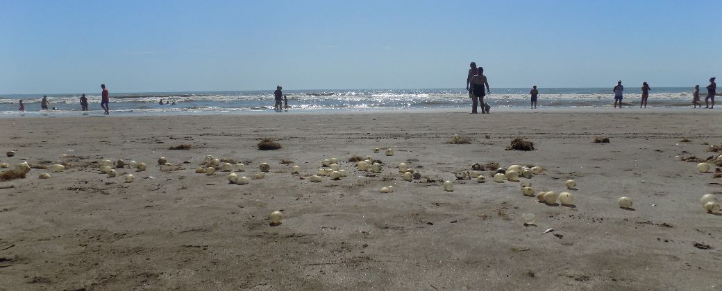 “Huevos de mar”: qué son esas pelotitas que habitan las playas bonaerenses