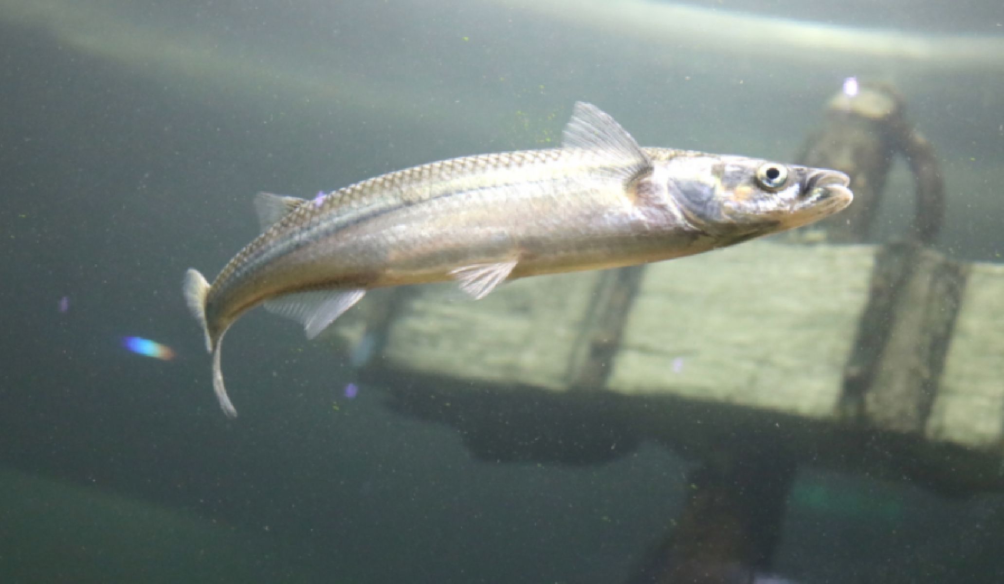 Se levanta la veda del pejerrey en todas las lagunas de la provincia de Buenos Aires