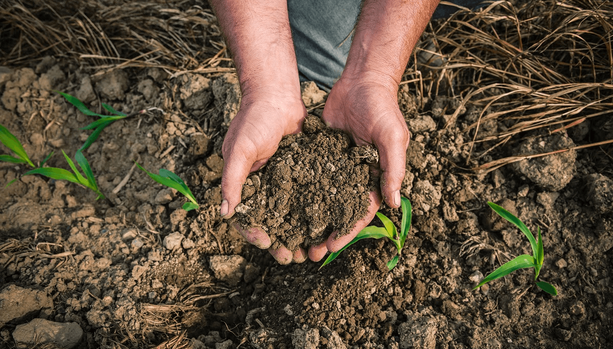 Día Mundial del Suelo: un llamado a la acción para la fertilidad y sostenibilidad