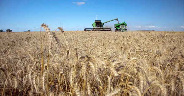 Lluvias complican la cosecha de trigo pero impulsan los cultivos de maíz y soja