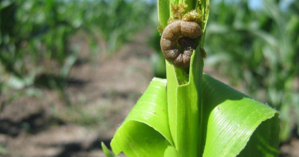 INTA Marcos Jurez advierte sobre plagas en cultivos de verano