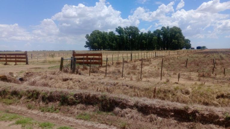 Productor rural herido en Tres Arroyos tras tiroteo con ladrones