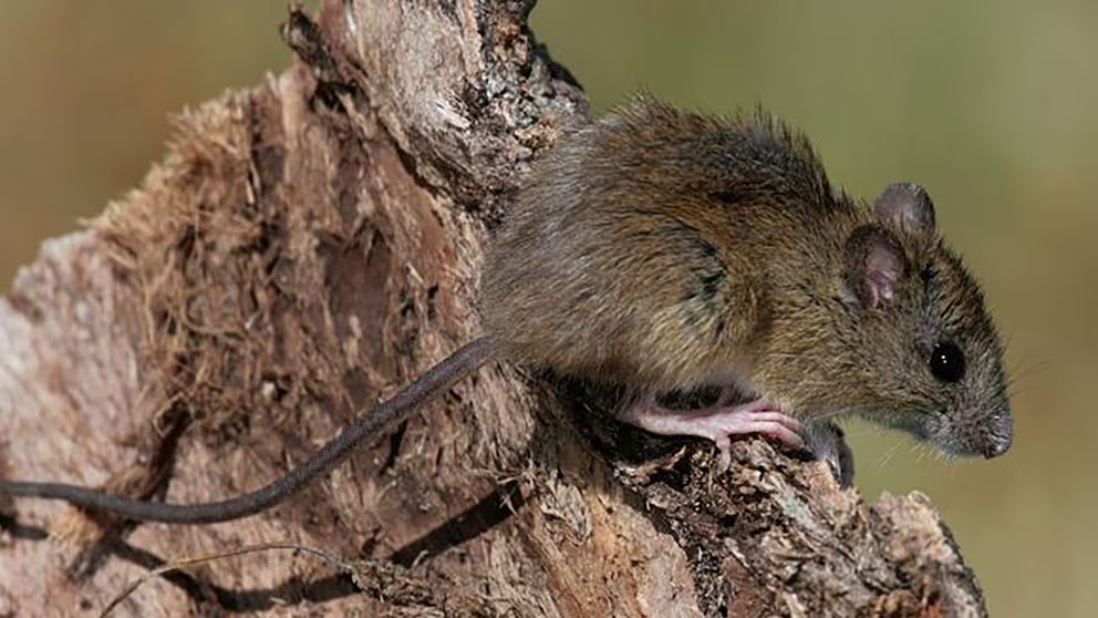 Hantavirus en la provincia de Buenos Aires: cuatro muertes encienden las alertas