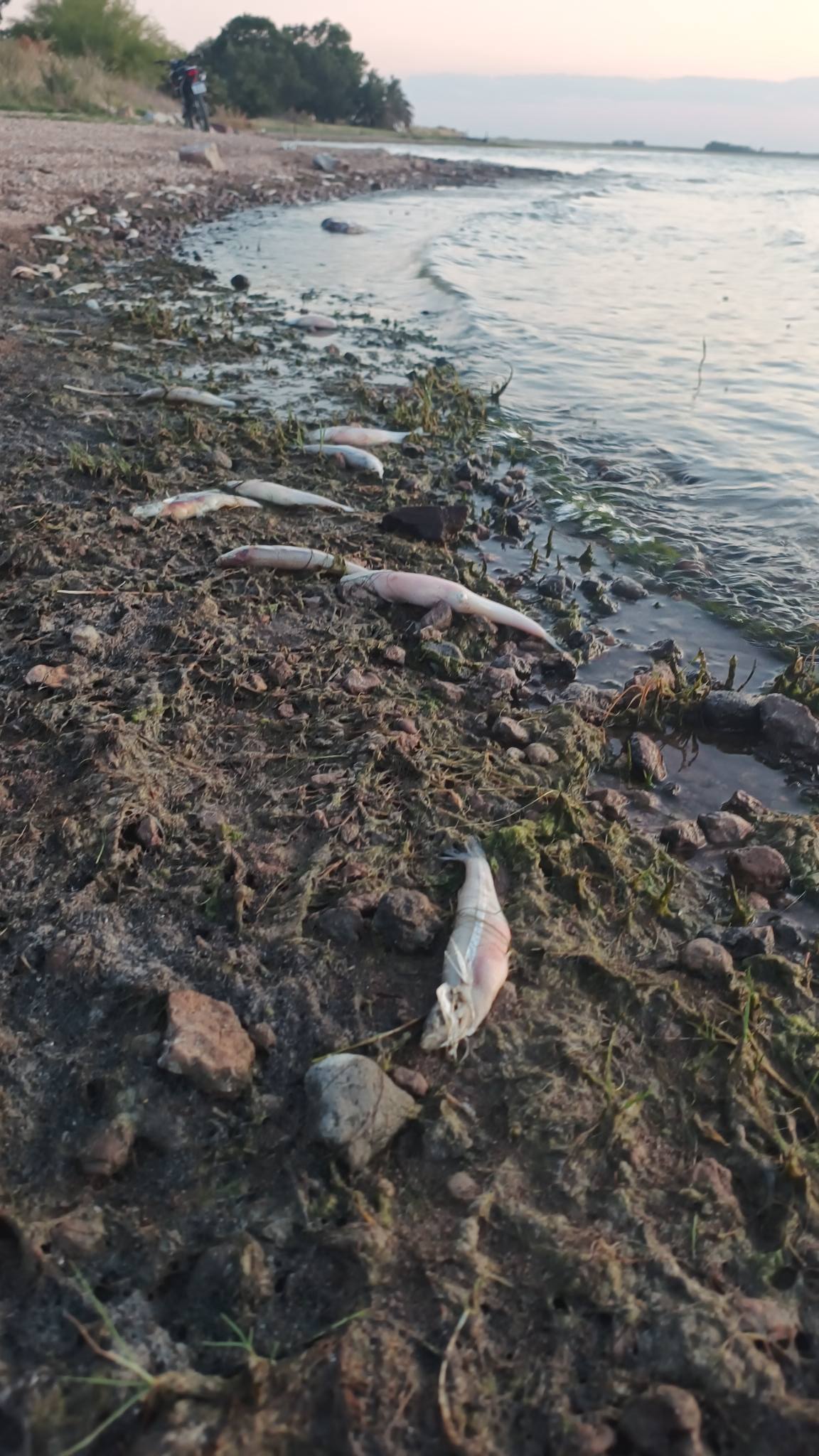 Guaminí: Investigan mortandad inusual de peces en el Lago del Monte