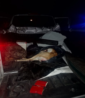 Huanguelén: tres hombres detenidos por caza ilegal de antílopes