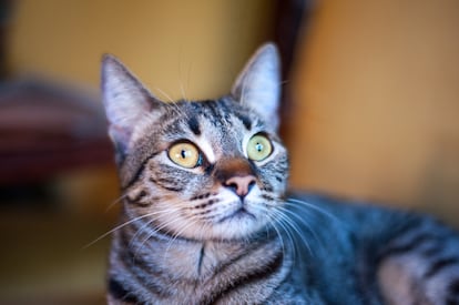 Por qué los gatos miran la televisión: claves de su visión felina