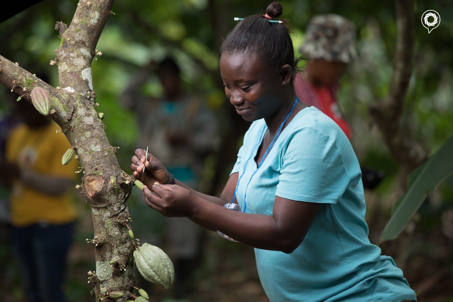 Artificial Pollination in Cocoa