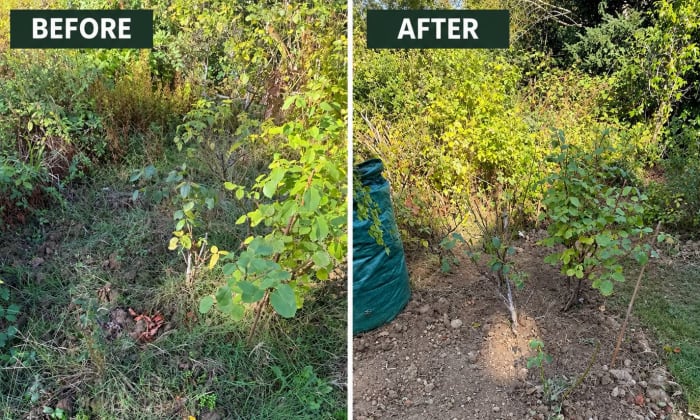 Regular Garden Maintenance