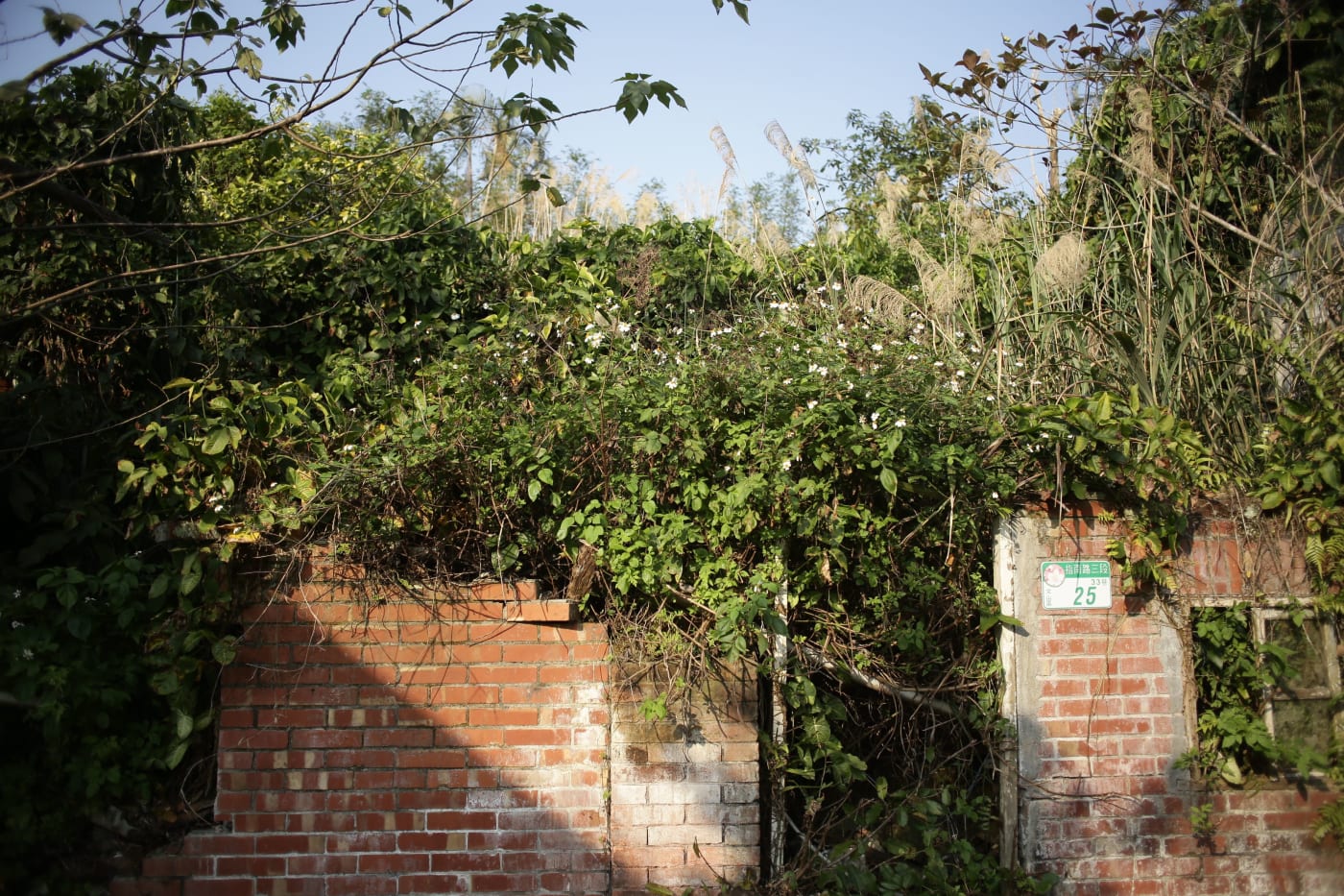 How to Clear an Overgrown Garden in Leeds: What to Expect