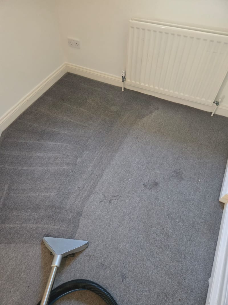Professional carpet cleaning in action
