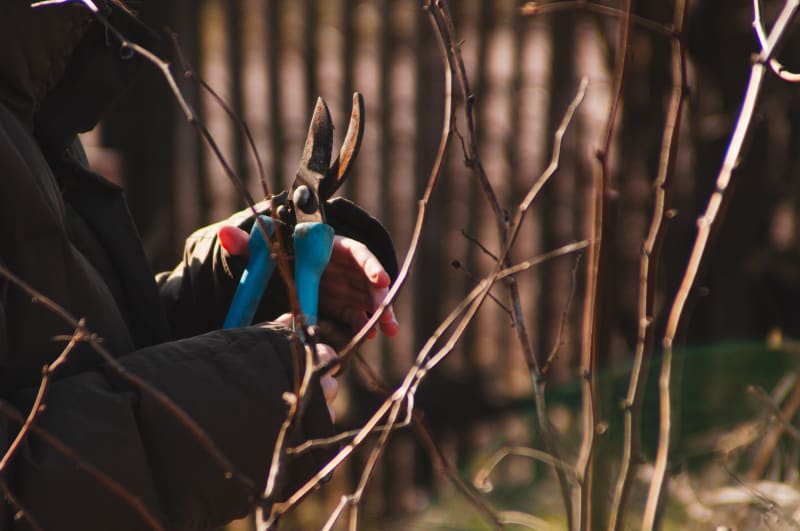Seasonal Garden Tidy-Ups
