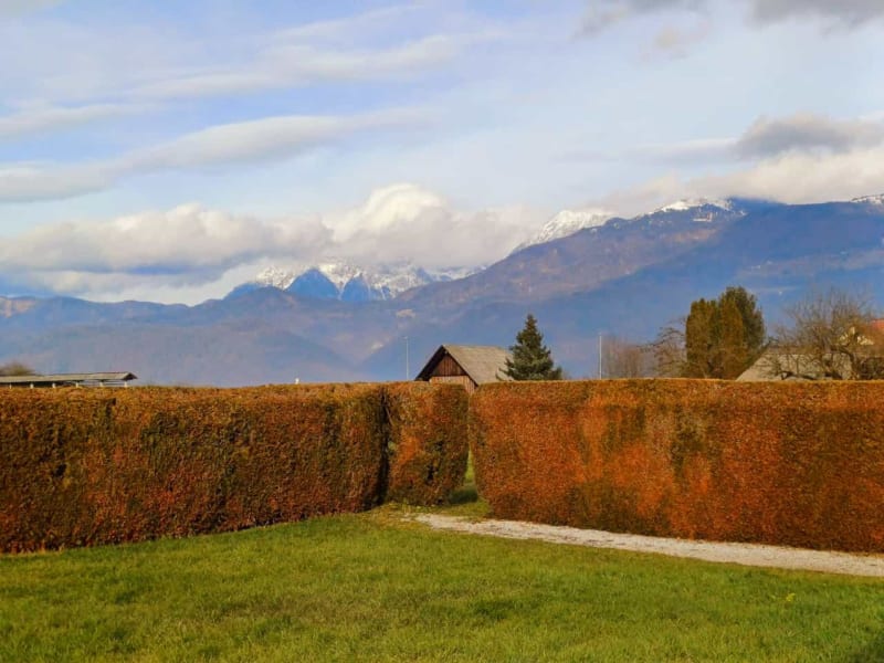 Hedge Cutting & Reduction