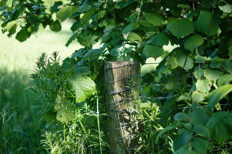 Weed & Bramble Removal