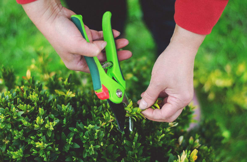 Pruning Shrubs & Small Plants