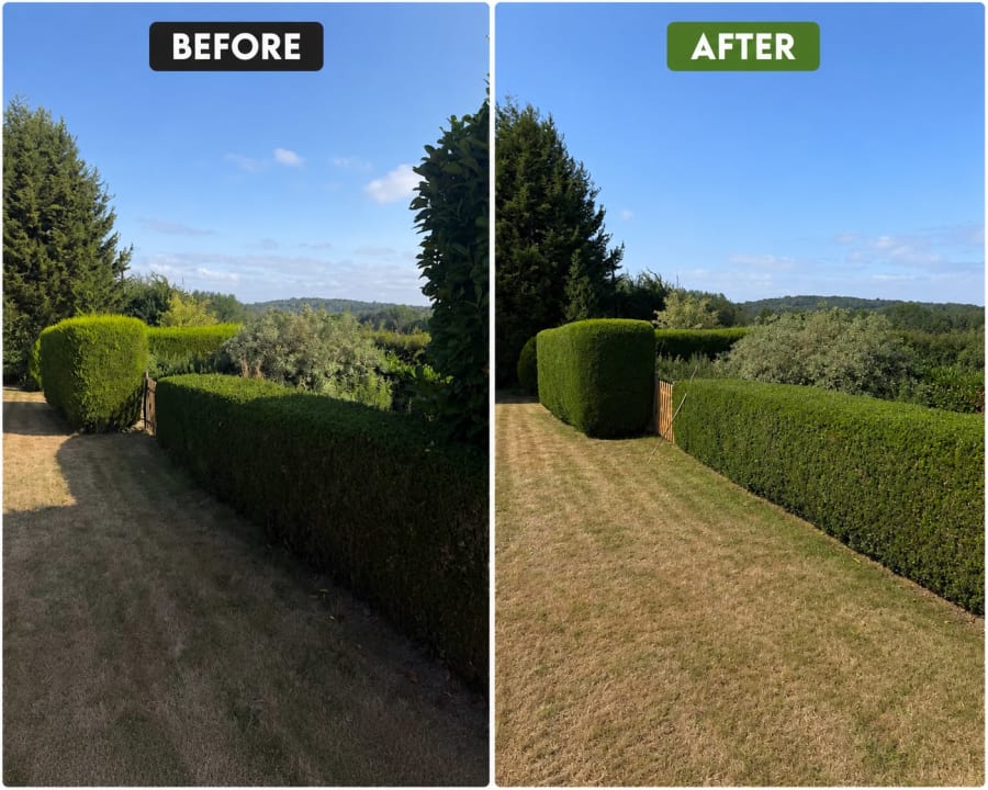 Hedge Trimming & Shaping in Mayfield — Before & After