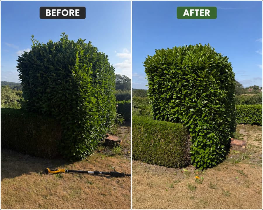 Hedge Trimming & Shaping in Mayfield — Before & After