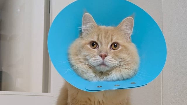 つきしま動物病院