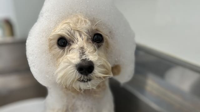 Trimming Salon DOG LOVEST